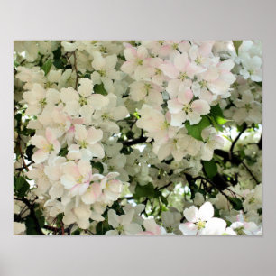 Lots Of Spring Crabapple Flower Blossoms Poster