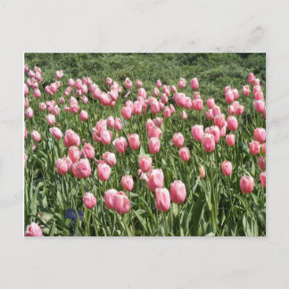 LOTS OF TULIPS POSTCARD