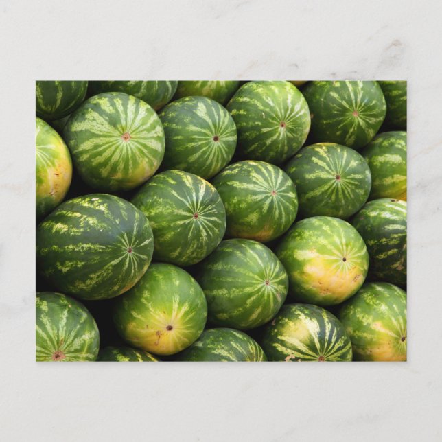 Lots of Watermelons Postcard (Front)