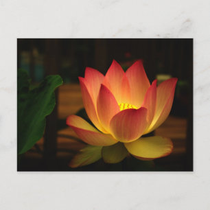 Lotus 1 postcard