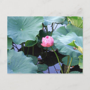 Lotus about to bloom postcard