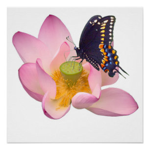 Lotus and butterfly poster