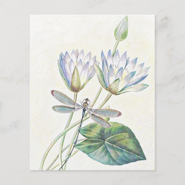 Lotus and dragonfly (Front)