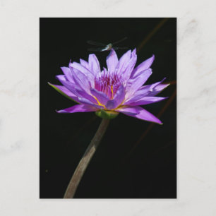 Lotus and Dragonfly Postcard