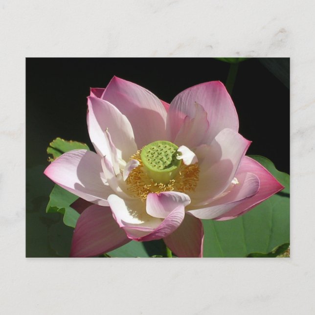Lotus Announcement Postcard (Front)