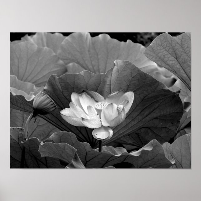 Lotus Bloom in Black and White Poster (Front)