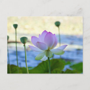 Lotus Bloom Postcard