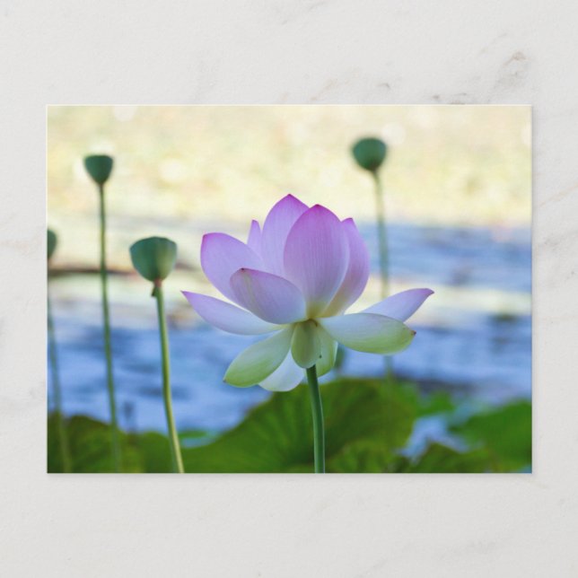 Lotus Bloom Postcard (Front)
