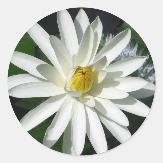 Lotus Blossom Classic Round Sticker (Front)