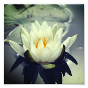 Lotus Blossom Lily Flower 8x8 Photo Print