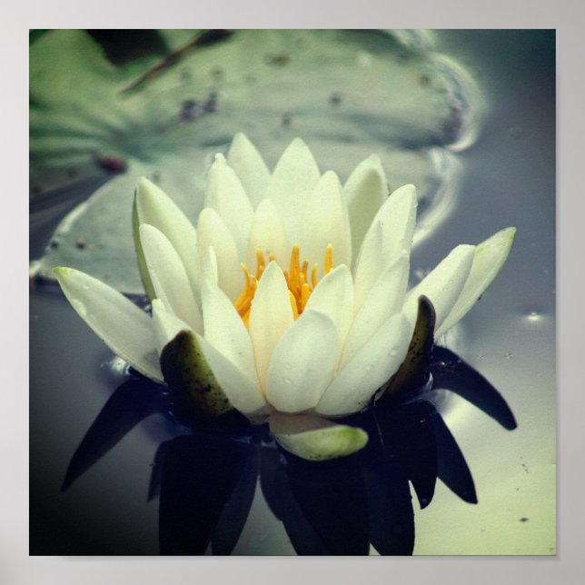 Lotus Blossom Poster (Front)