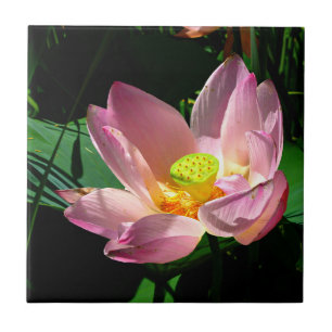 Lotus Blossom Tile