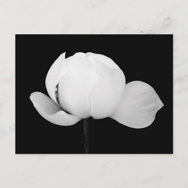 Lotus Bud  Postcard (Front)