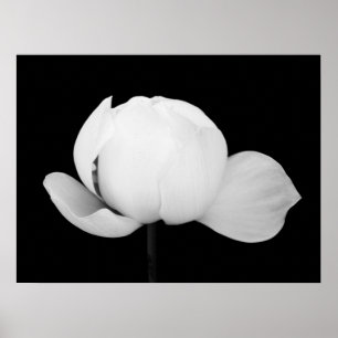 Lotus Bud Poster