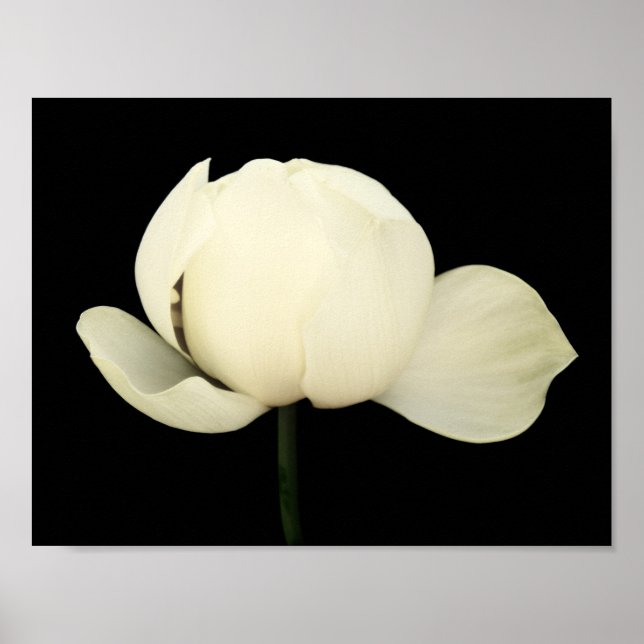 Lotus Bud Poster (Front)