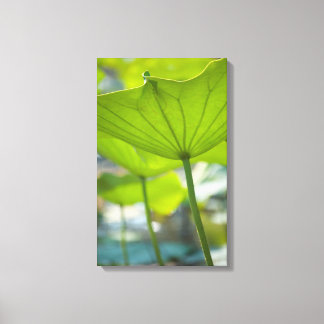 Lotus Canvas Print