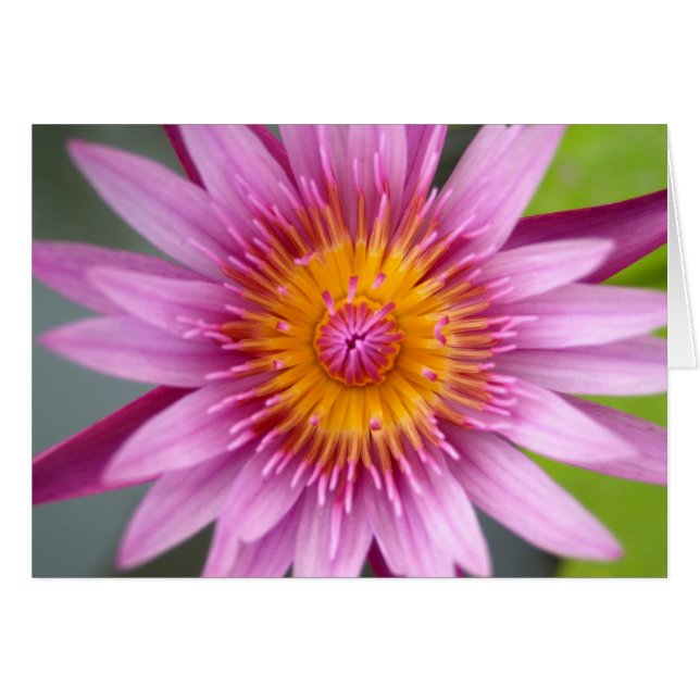 lotus  flower (Front Horizontal)