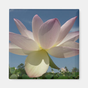 Lotus Flower and Blue Sky II Magnet