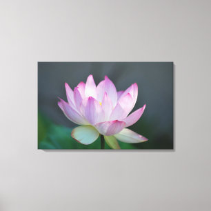 Lotus flower and its meaning canvas print