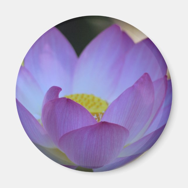 Lotus flower and its meaning magnet (Front)
