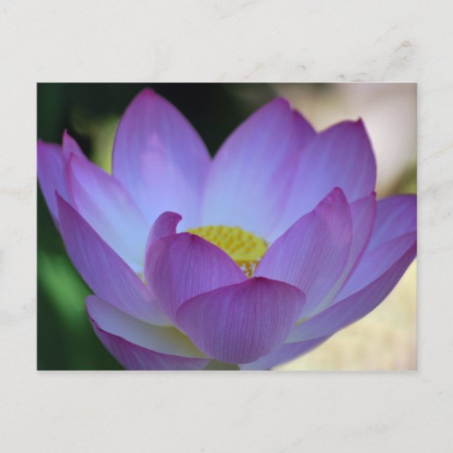 Lotus flower and its meaning postcard (Front)