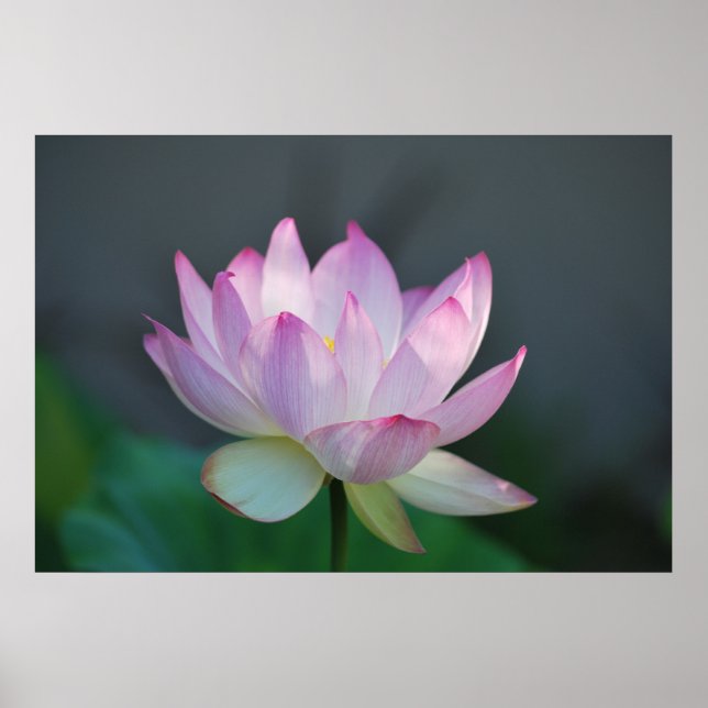 Lotus flower and its meaning poster (Front)