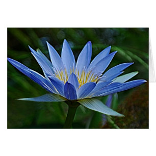 Lotus flower and meaning
