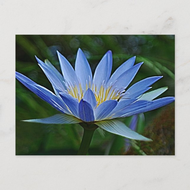 Lotus flower and meaning postcard (Front)