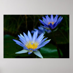 Lotus flower and meaning poster