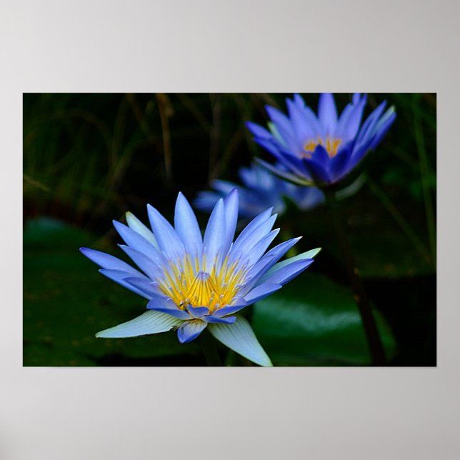 Lotus flower and meaning poster (Front)