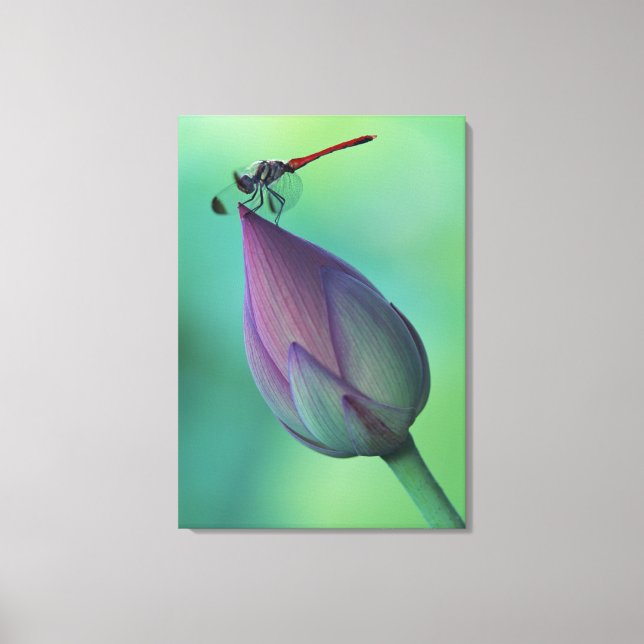 Lotus flower bud and a dragonfly canvas print (Front)