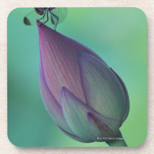 Lotus flower bud and a dragonfly coaster