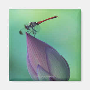 Lotus flower bud and a dragonfly magnet