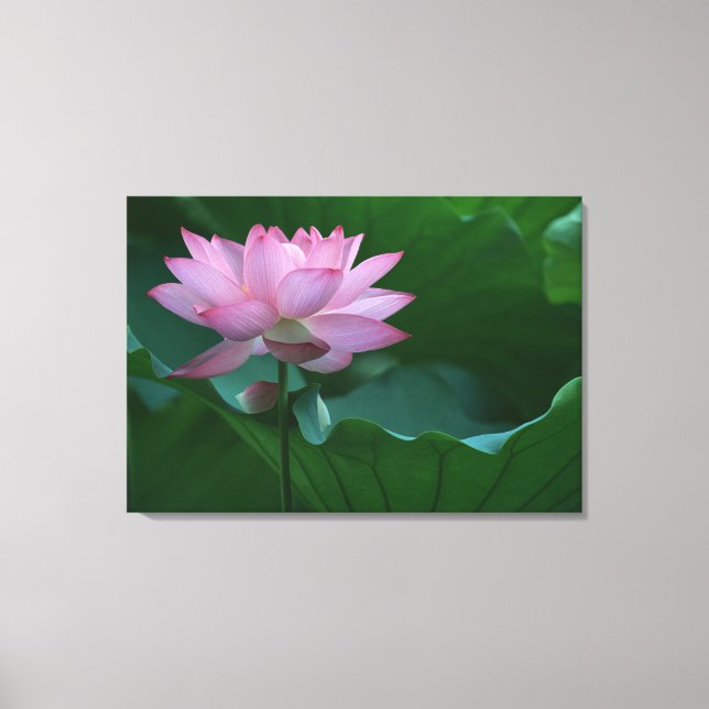 Lotus flower canvas print (Front)