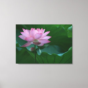 Lotus flower canvas print