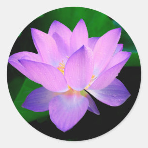 Lotus Flower Classic Round Sticker