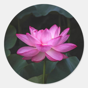 Lotus Flower Classic Round Sticker