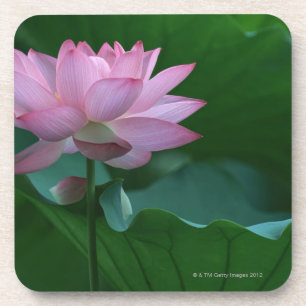 Lotus flower coaster