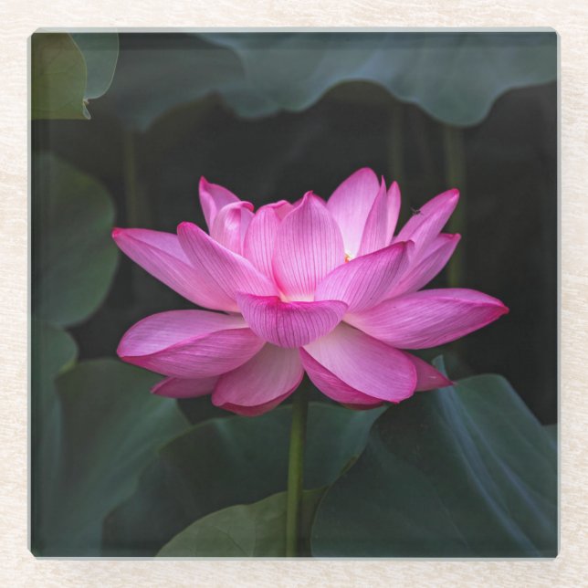 Lotus Flower Glass Coaster (Front)