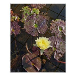 lotus flower in autumn poster
