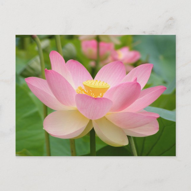 Lotus Flower in Bloom (Nelumbo nucifera) Postcard (Front)
