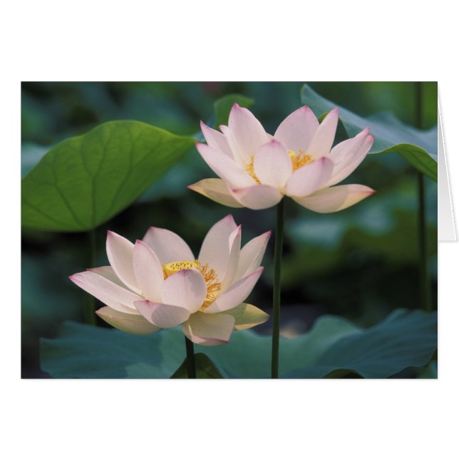 Lotus flower in blossom, China (Front Horizontal)