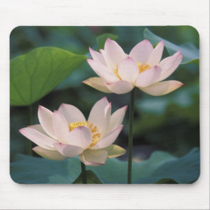 Lotus flower in blossom, China Mouse Mat