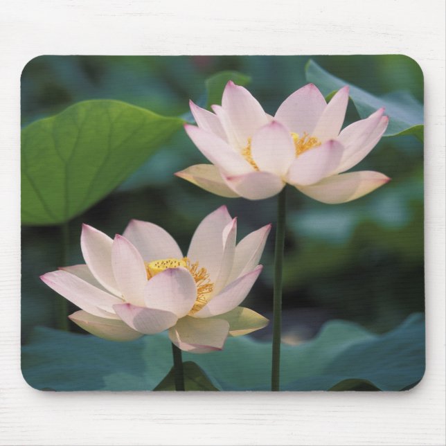 Lotus flower in blossom, China Mouse Mat (Front)