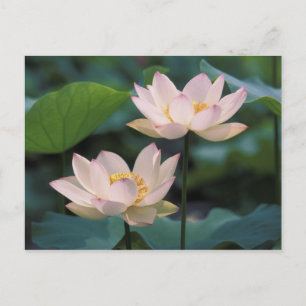 Lotus flower in blossom, China Postcard