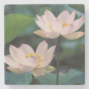 Lotus flower in blossom, China Stone Coaster