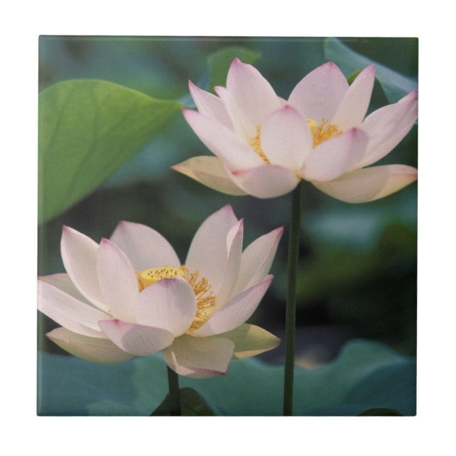 Lotus flower in blossom, China Tile (Front)