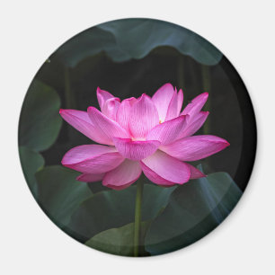Lotus Flower Magnet