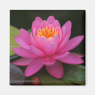 Lotus Flower Magnet