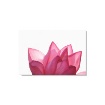 Lotus flower [Nelumbio speciosum] in full